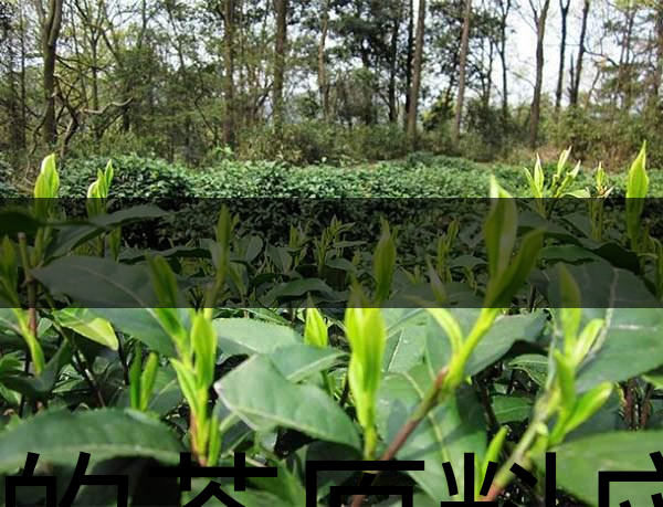 好的茶原料應(yīng)具備的幾個必要條件？