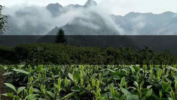 茶葉的甜爽和甘爽各是什么感覺？