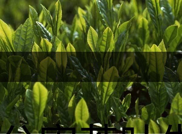 無公害茶葉生產(chǎn)規(guī)范的條件有哪些？（上篇）