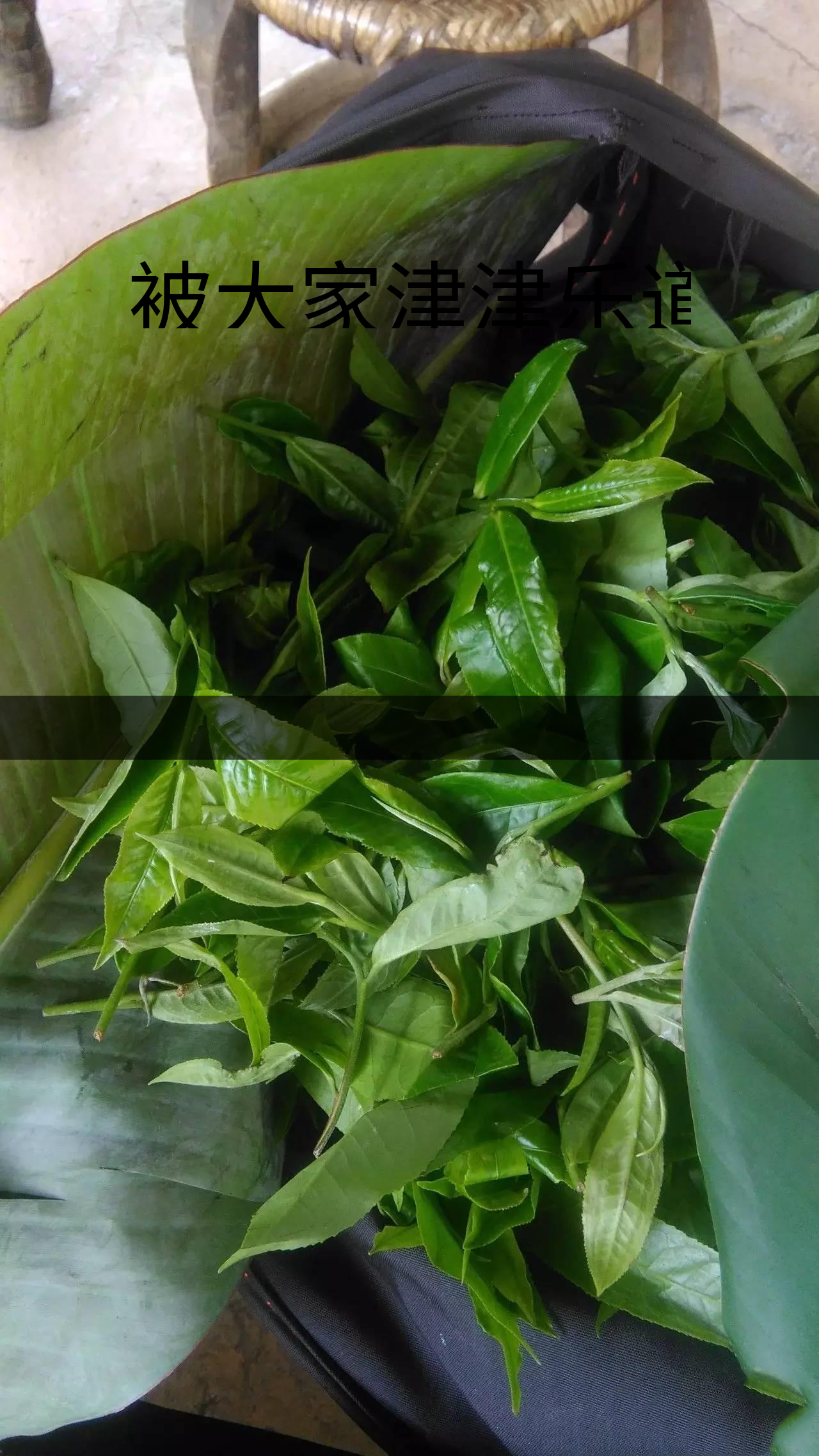 被大家津津樂(lè)道的森林茶，你知道是什么？-1-1