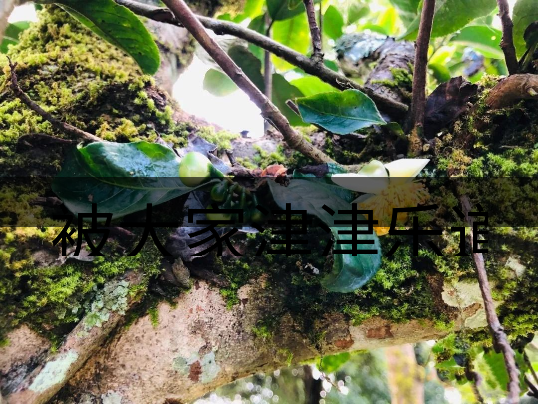 被大家津津樂(lè)道的森林茶，你知道是什么？-4-1