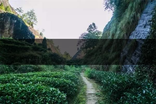 喝武夷山巖茶的香，什么是工藝香？-3