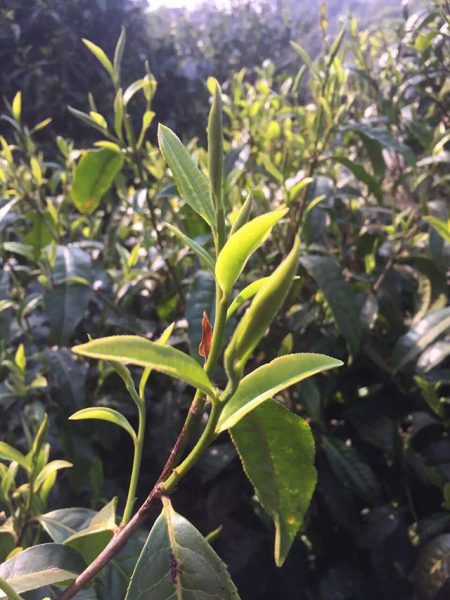 為什么古樹普洱春茶這么受追捧？