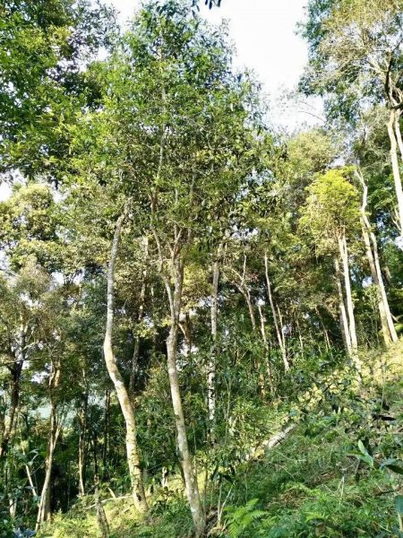 你喝不出來的“高桿古樹”或許就是一個(gè)偽概念、偽命題