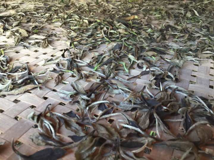 2020年普洱春茶的故事你想好了嗎？