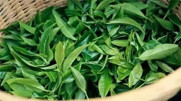 2021年曼秀古樹茶，易武的超級黑馬