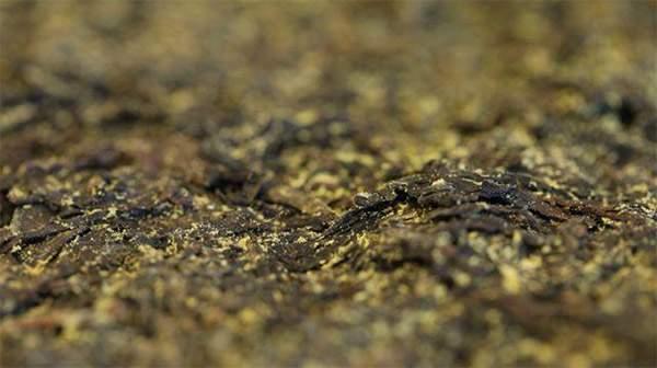 你手中的茯茶金花有可能是假金花？