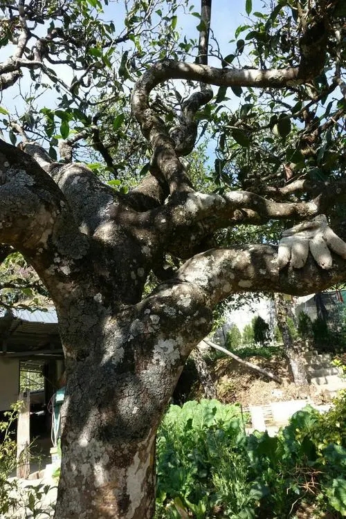 2021年冰島秋茶為何也受喜愛？