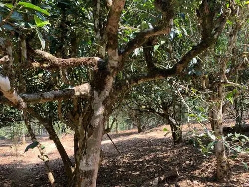 2021年磨烈古樹秋茶口感有什么特點(diǎn)？