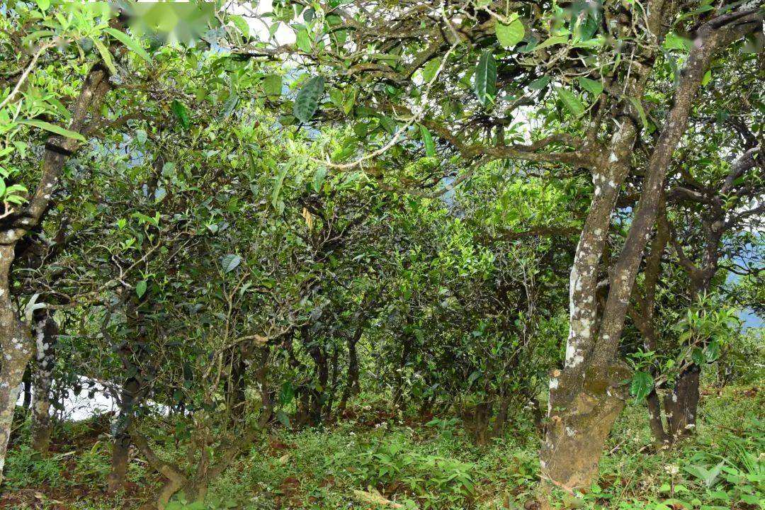 2021年磨烈古樹秋茶會(huì)是趕超冰島的存在嗎？