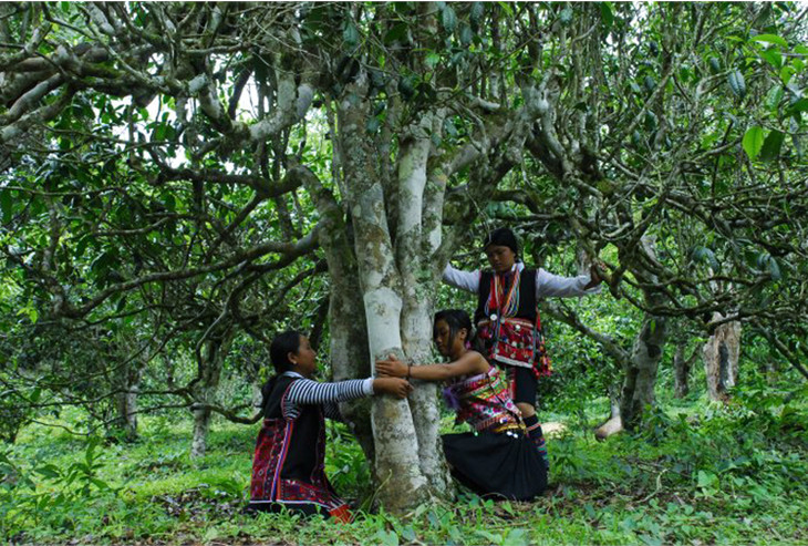 2021年大戶賽古樹秋茶品鑒！