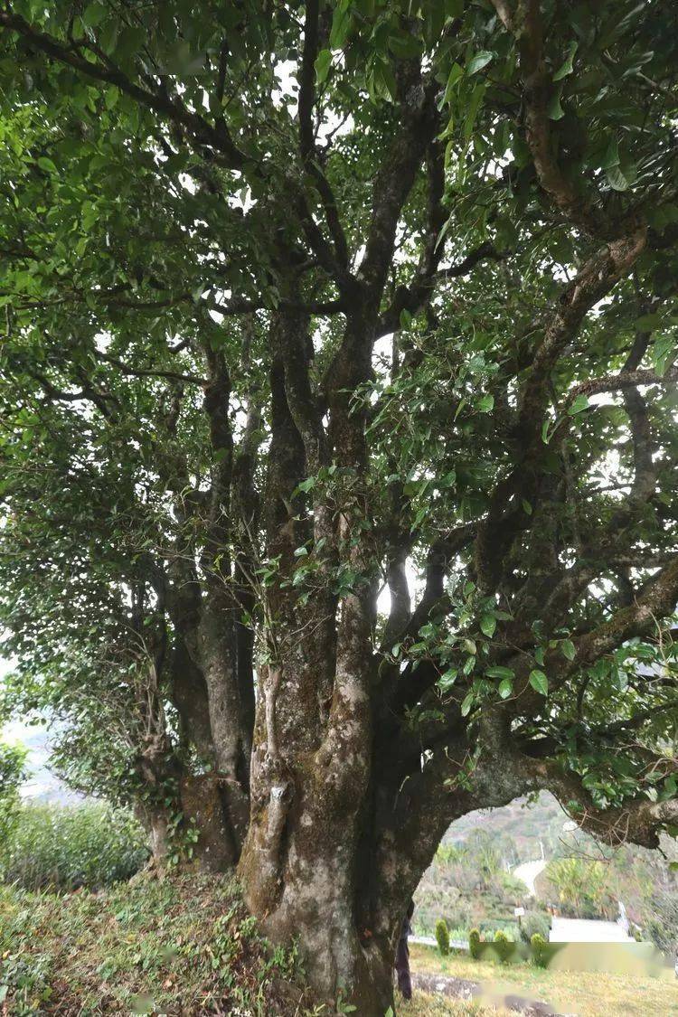 2021臨滄大戶賽秋茶因何被稱為潛力股？