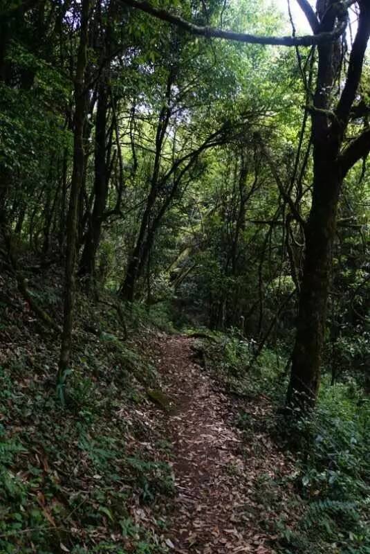 2021年大戶賽古樹秋茶價(jià)格是多少？