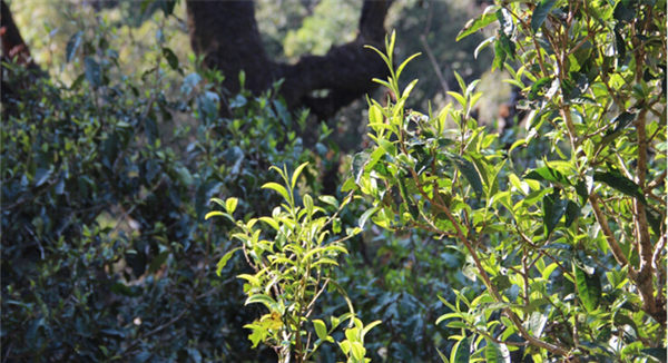 2021大雪山古樹秋茶香甜順滑！