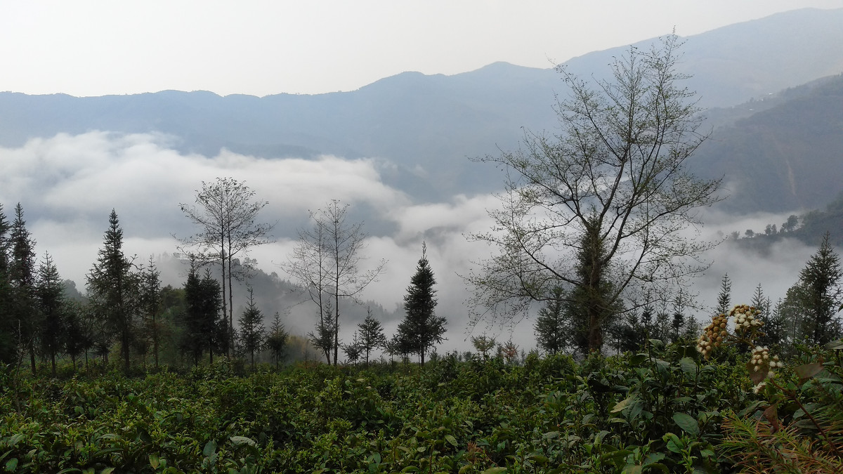 2021年大雪山古樹秋茶價格是多少？