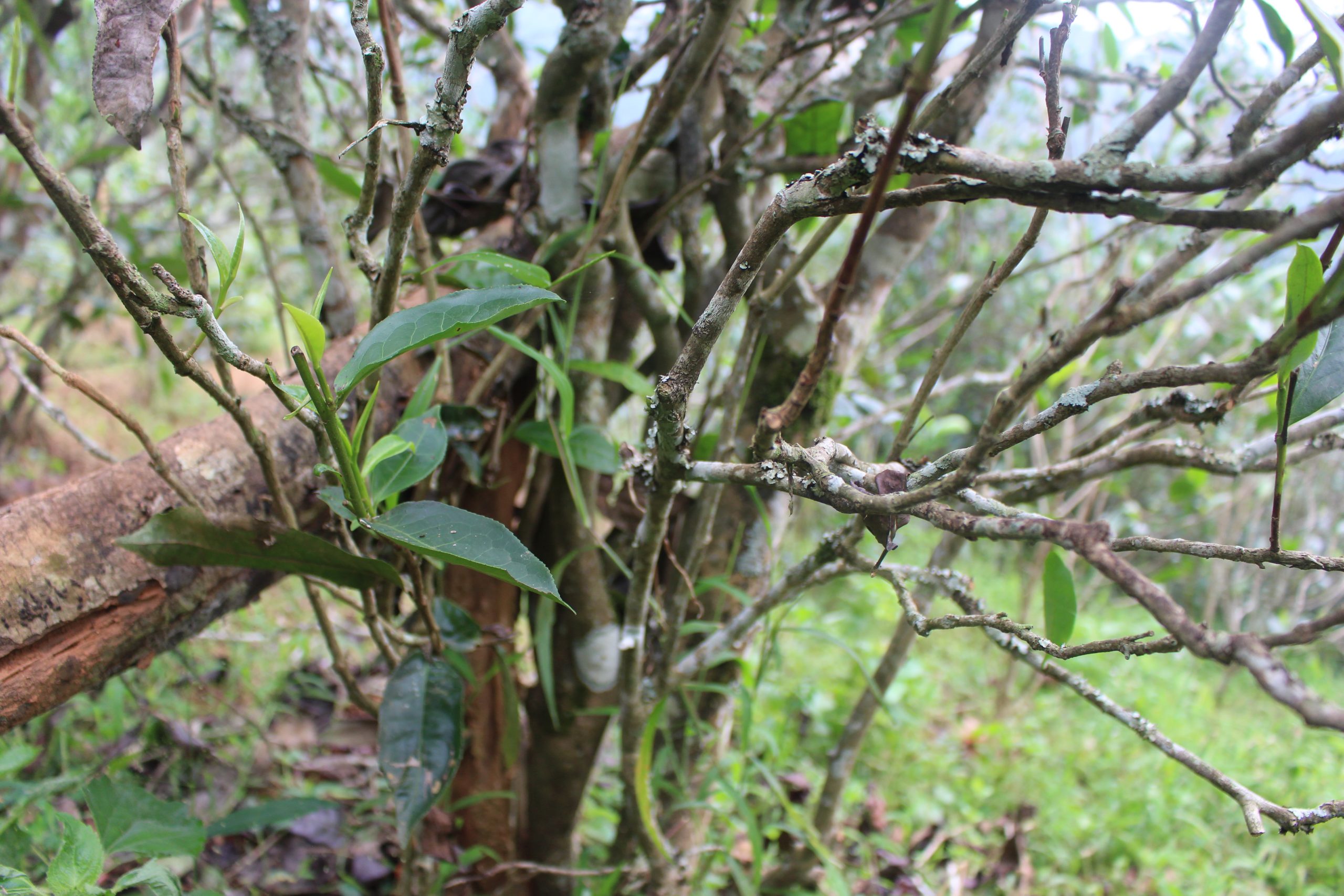 2021年壩糯古樹秋茶價格多少？