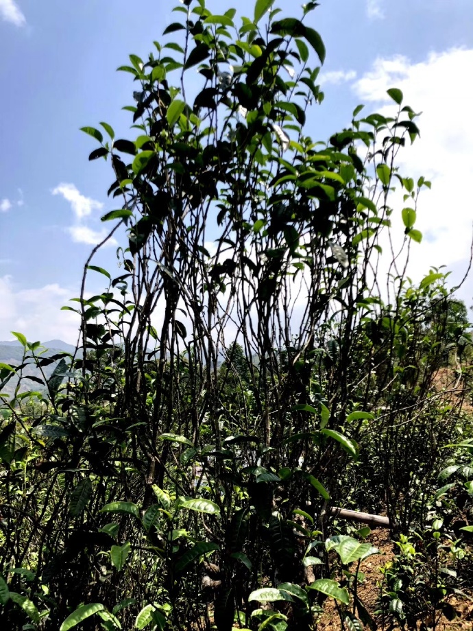 2021年壩糯古樹秋茶品鑒！