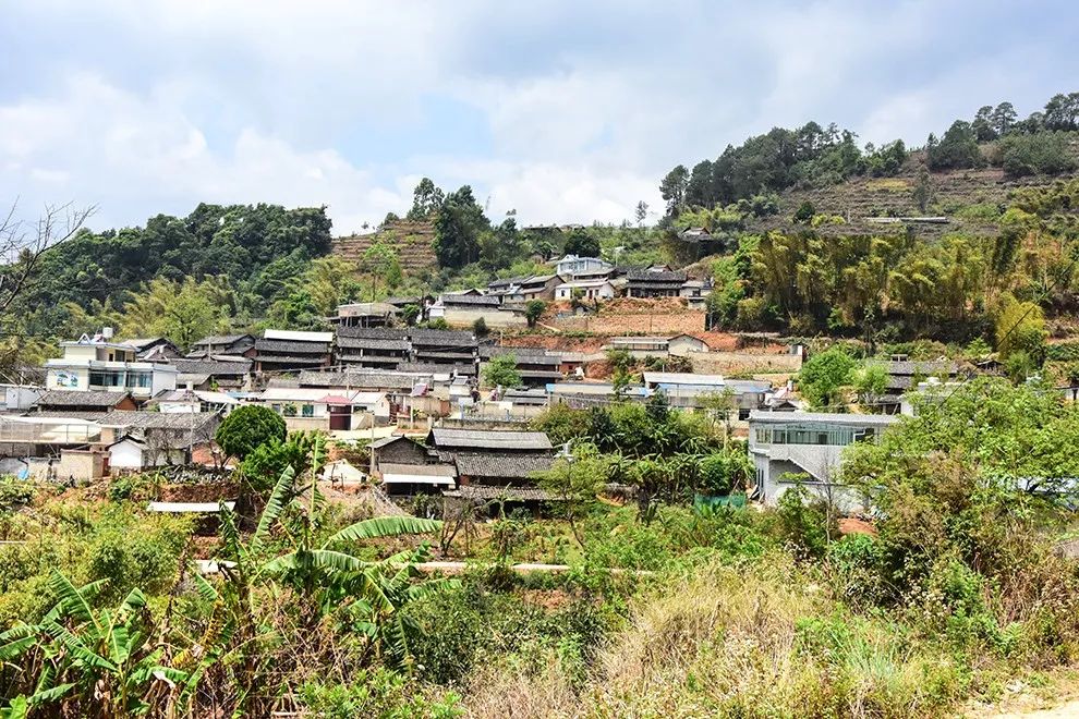 2021年正氣塘古樹秋茶特點是什么？