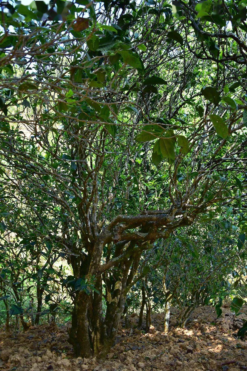 2021年正氣塘古樹秋茶口感是什么？