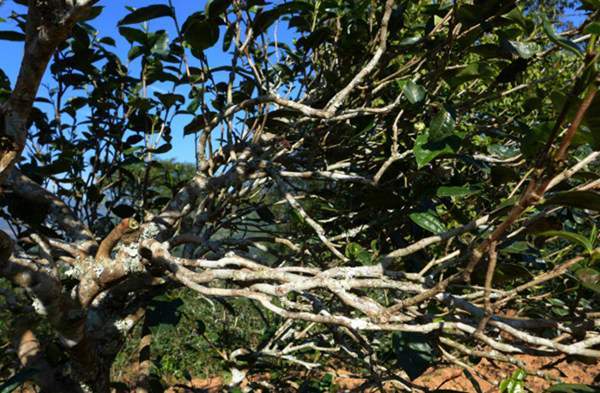 2021年正氣塘古樹秋茶花蜜香氣盈盈，冰糖甜韻深邃！