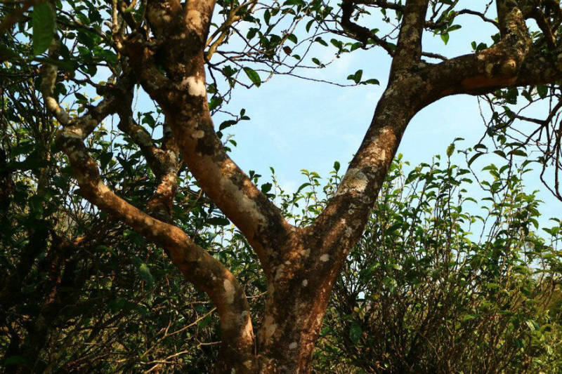 2021年冰島南迫古樹秋茶口感？