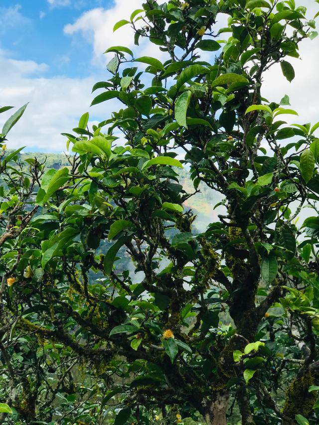 2021年冰島南迫古樹秋茶茶園詳解！