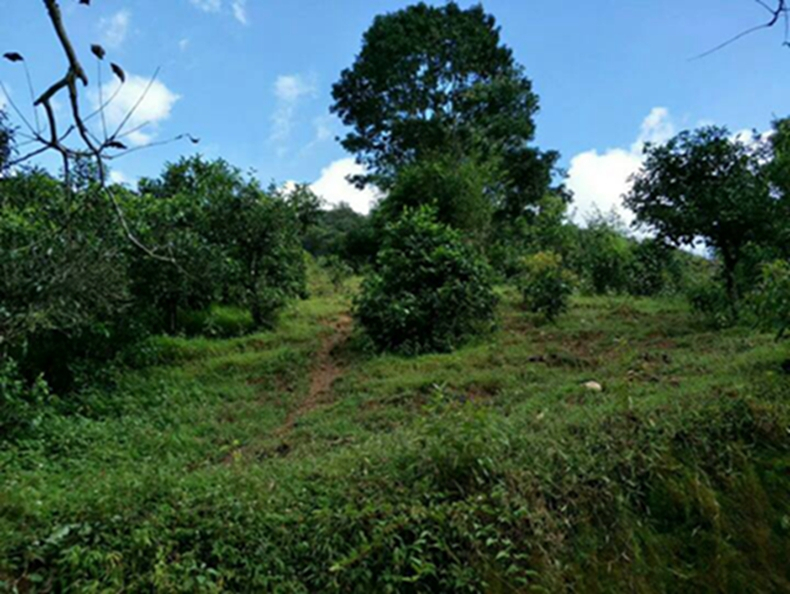 2021年冰島南迫古樹秋茶特點？