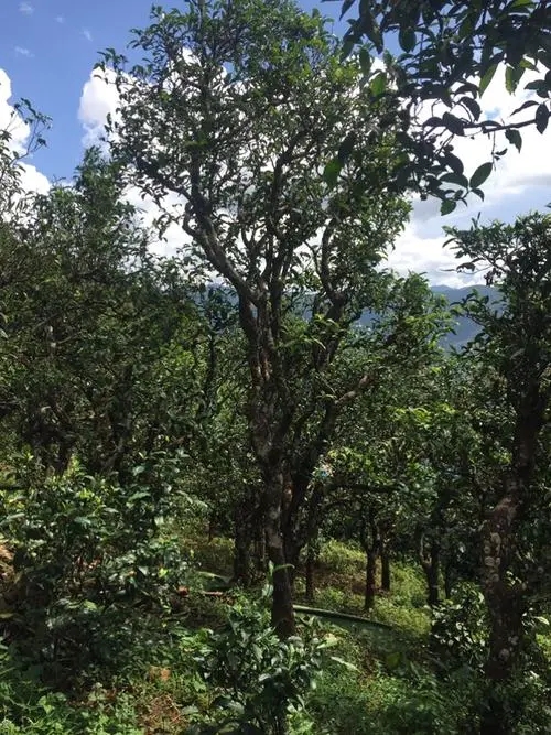 2021年冰島地界古樹秋茶特點(diǎn)？