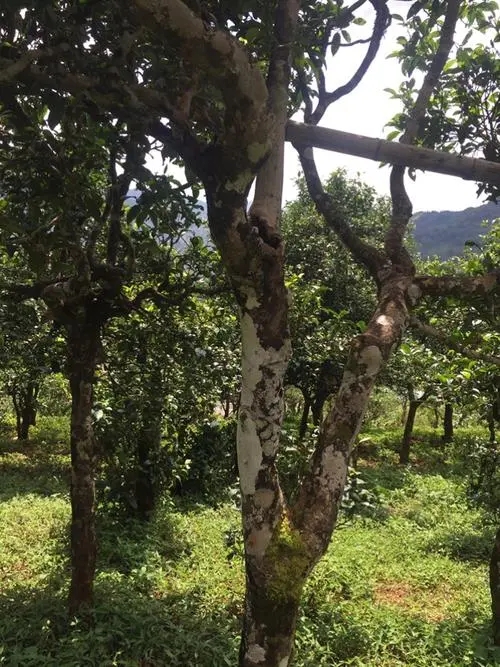 2021年冰島地界古樹秋茶口感？