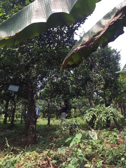 2021年冰島地界古樹秋茶特征詳解！