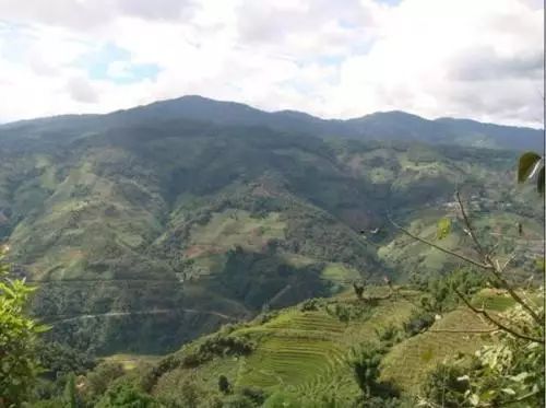 2021年冰島壩歪古樹秋茶特點？