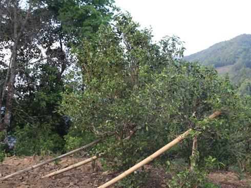 2021年冰島壩歪古樹秋茶茶園詳解！