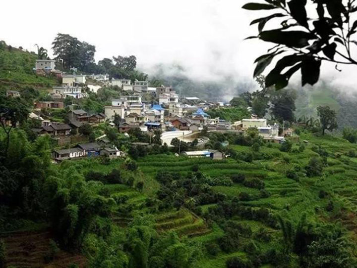 2021年冰島壩歪古樹秋茶口感？