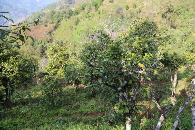 2021年冰島壩歪古樹(shù)秋茶，飲盡蘭花香，舒心又暢懷