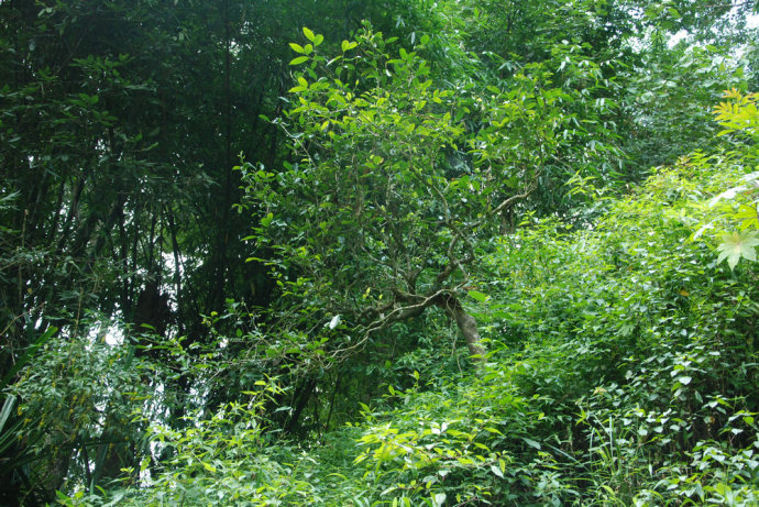 2021年冰島糯伍古樹(shù)秋茶| 甜出新高度，融在心底間~