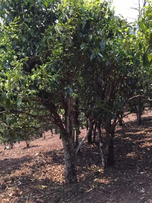 2021年冰島糯伍古樹秋茶特點(diǎn)？