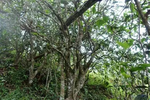 2021年昔歸古樹秋茶特點(diǎn)是什么？