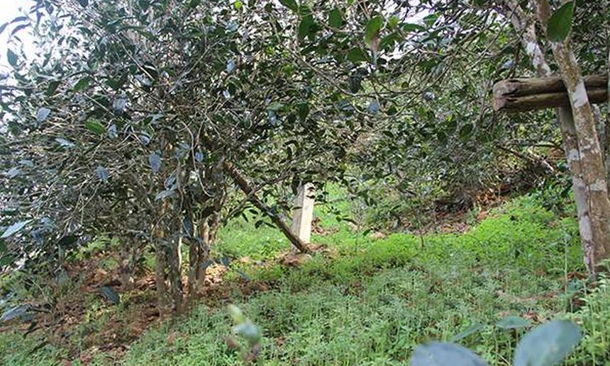 2021年昔歸古樹(shù)秋茶口感是什么？