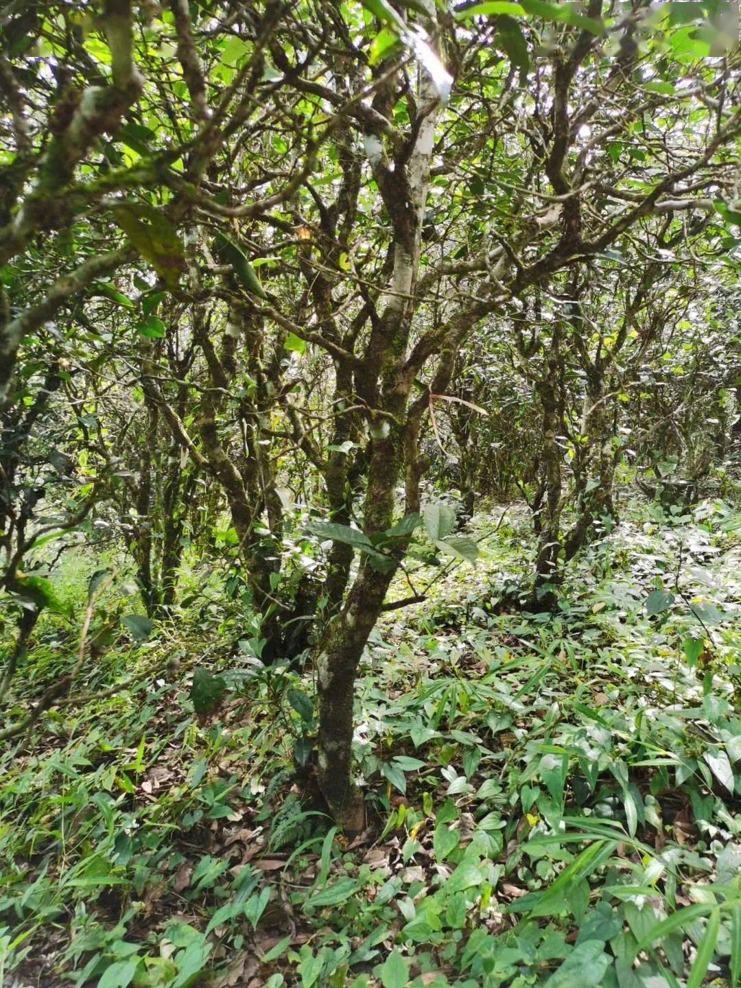 2021年昔歸古樹秋茶價格多少錢？