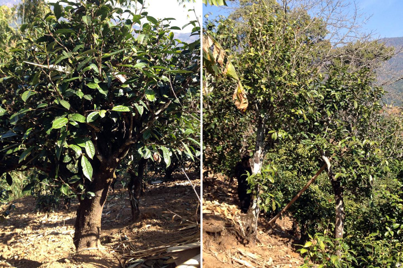 2021年忙肺古樹秋茶特點是什么？