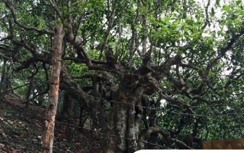 2021年忙肺古樹秋茶臨滄四大名茶之一！