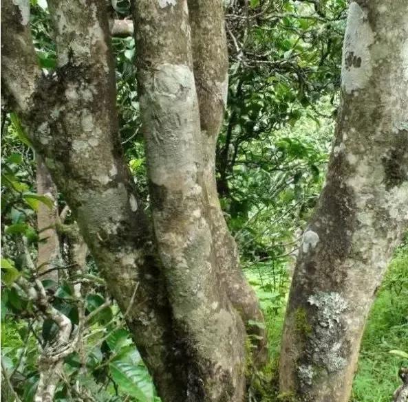 2021年忙肺古樹秋茶多少一公斤？