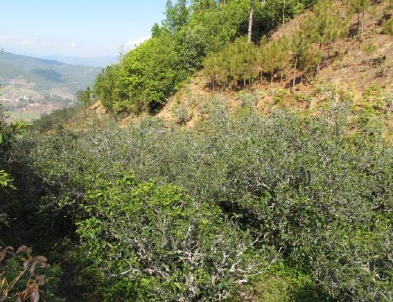 2021年梅子箐古樹秋茶特點是什么？