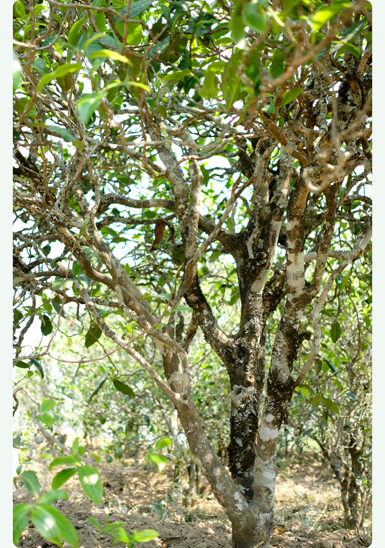 2021梅子箐古樹秋茶甜如冰島、香似昔歸:人間三月,怎么少得了梅子箐?