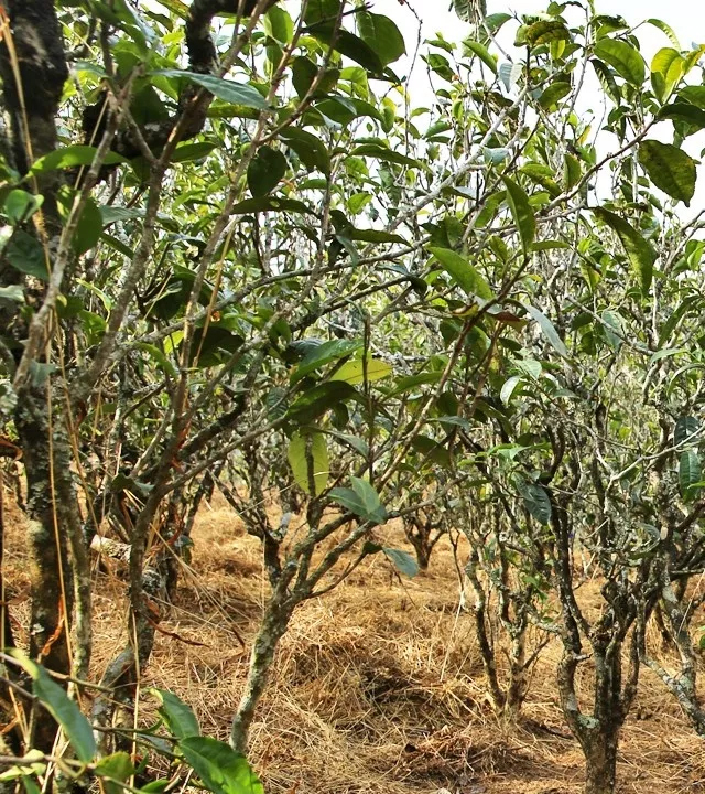 2021年巖子頭古樹秋茶口感是什么？