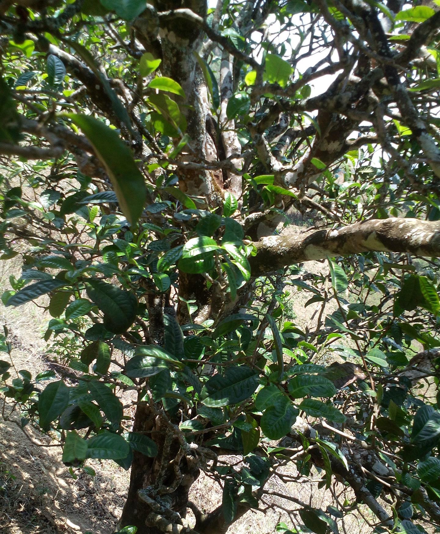 2021年巖子頭古樹秋茶特點？