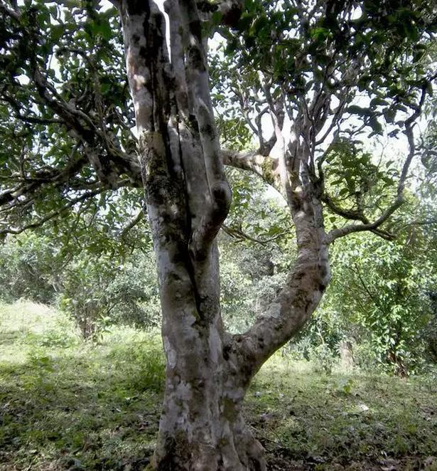 2021年巖子頭古樹秋茶，亂石出好茶！