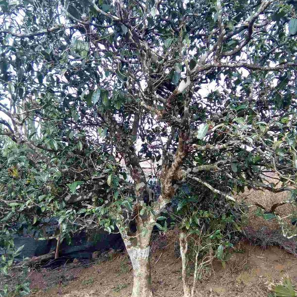 2021馬鞍山古樹秋茶口感？