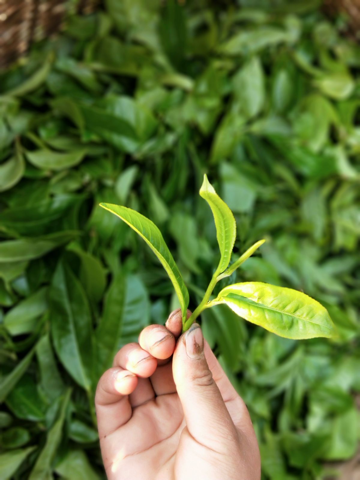 2021年馬鞍山古樹秋茶特點是什么？