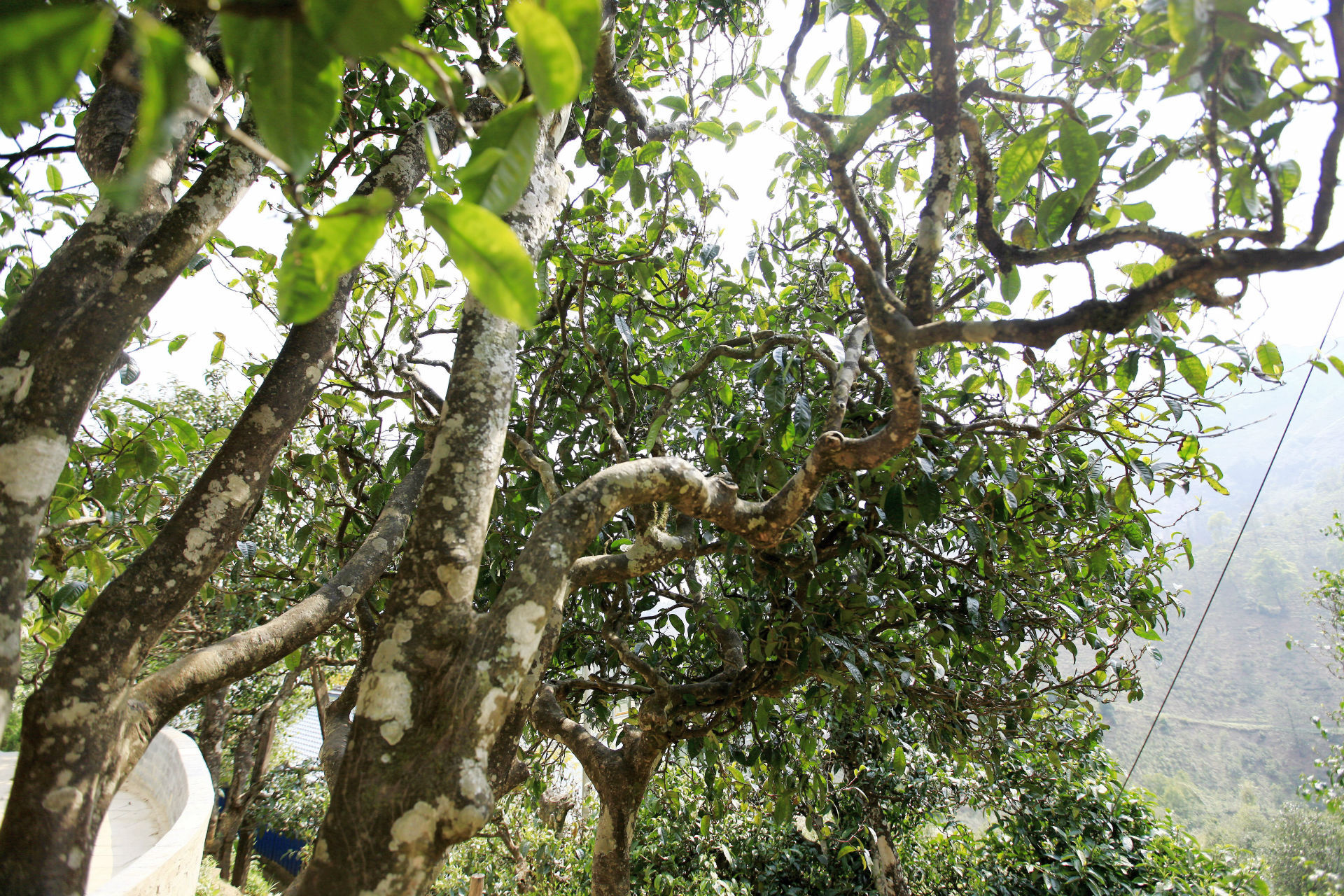 2021年馬鞍山古樹秋茶價值如何？